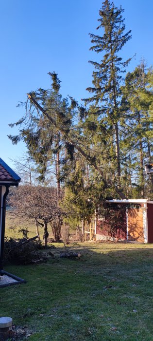 Skadat träd i en trädgård efter storm med brutna grenar och grenverk på marken.