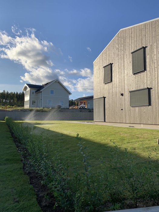 Nyplanterad ligusterhäck och nysådd gräsmatta med bevattning i en trädgård med hus i bakgrunden.