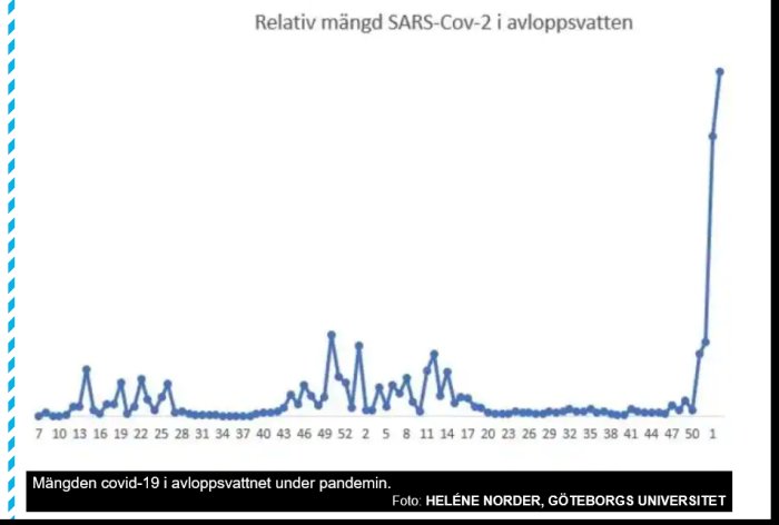 Graf som visar den relativa mängden SARS-CoV-2 i avloppsvatten under en period.