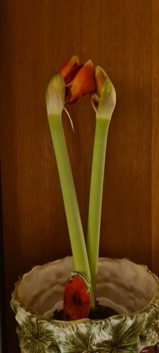 Två blommande amaryllisar i en dekorativ kruka med en etikett som säger "Merry Christmas".