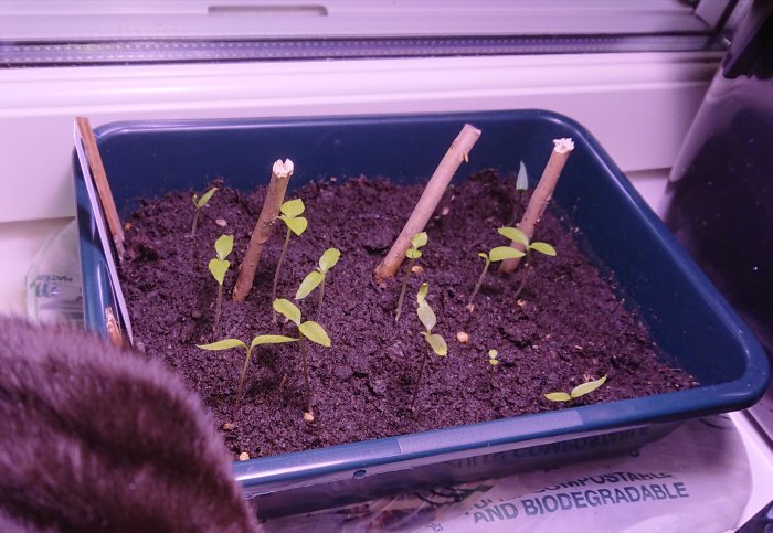 Unga chiliplantor med sina första blad i en blå trågplanterare med mörk såjord.