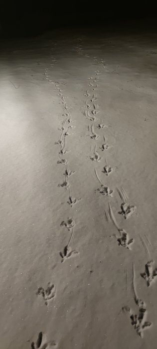 Spår av djur i snön upplyst i mörkret.
