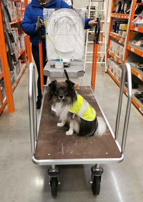 Hund i säkerhetsväst sitter på en inköpsvagn inuti en Bauhaus-butik.