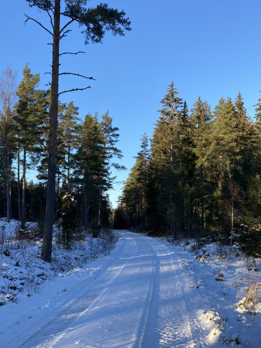 Vinterskogsväg med snötäckt mark och barrträd under en klarblå himmel.