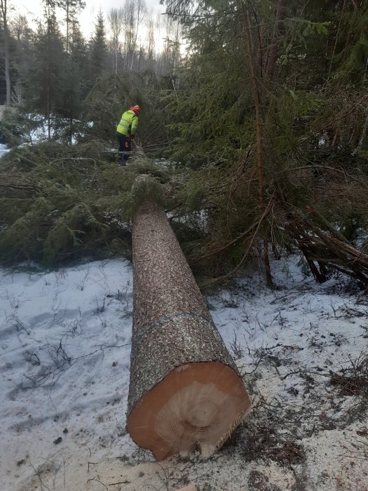 Person i arbetskläder kvistar en nyligen fälld gran på ett snötäckt mark.