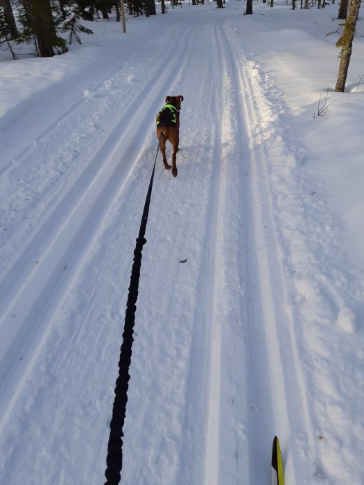 Hund med sele drar person på längdskidor längs ett spår i snötäckt skog.