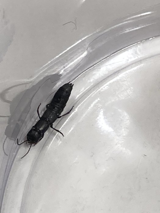 Insekt som simmar i vit badrumsmiljö, troligen identifierad i duschen eller toaletten.