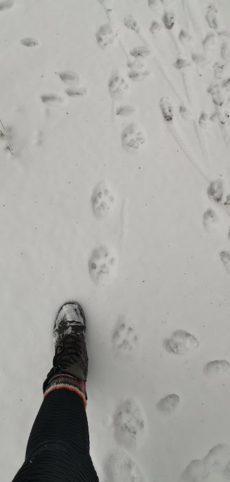 Ett ben i vintersko mot snötäckt mark med djur- och människofotspår.