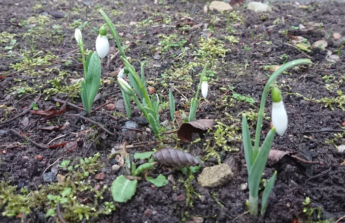 Snödroppar som börjar blomma i en trädgård med mörk jord och mossa, symboliserar vårens ankomst.