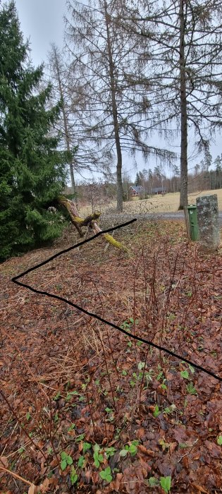 Område med löv och kvistar på marken samt en mossbeklädd fallande trädstam markerad för uppfyllnad.