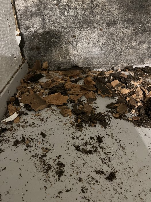 Renoveringsavfall och mögel längs en skadad källarvägg med kartongisolering.