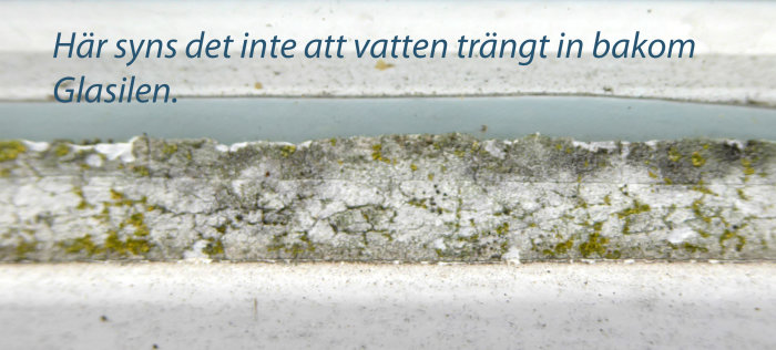 Närbild på ett fönsters kittad glasparti med mossa, där Glasil och regnvattenskador syns.
