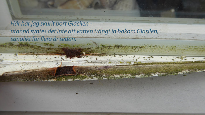 Närbild på fönster där Glasil är bortskuret, med synliga rötskador och mögel.