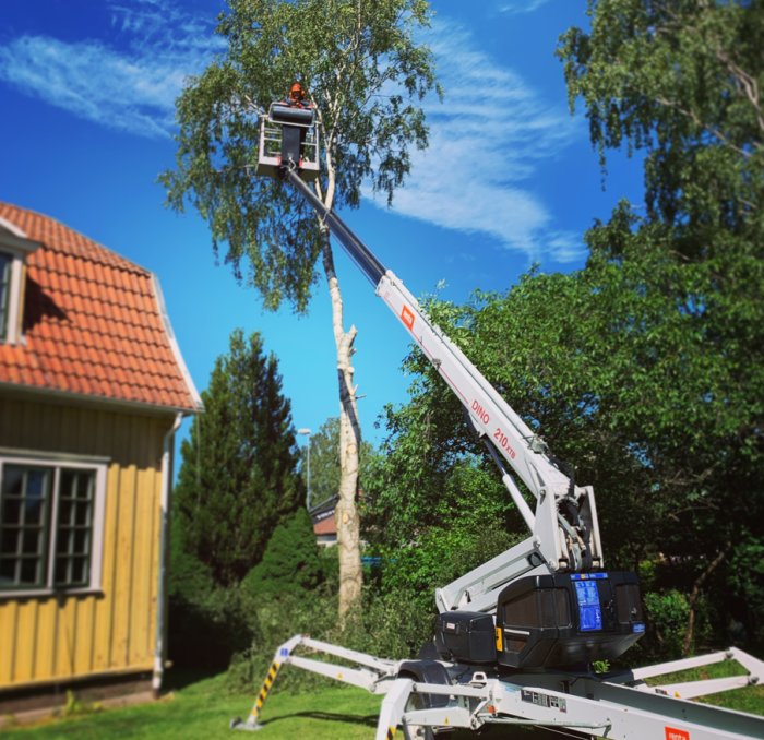 Person i skylift beskär en stor björk i en trädgård bredvid ett gult hus under en klarblå himmel.