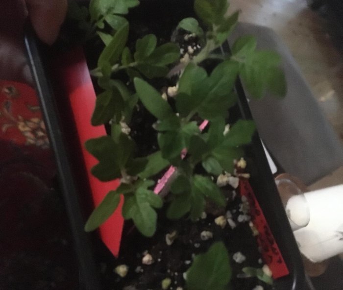 Unga tomatplantor nyplanterade i små krukor med synlig jord och små ljusgröna blad.