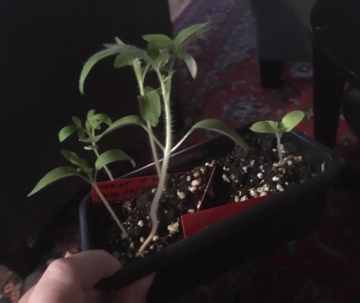 Unga tomatplantor omplanterade i en svart kruka med etikett, inomhusmiljö.