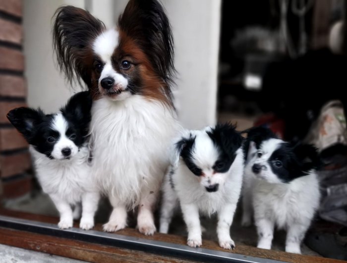 En vuxen Papillon hund med stora öron bredvid tre söta valpar på en tröskel.