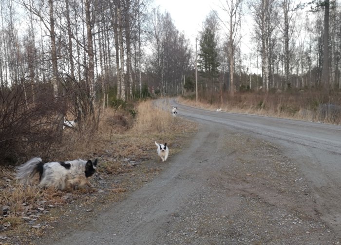 Två hundar på en grusväg med träd och buskar i bakgrunden.