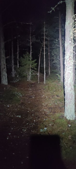 En mörk skogsstig upplyst av en ficklampa på natten med träd på båda sidor.