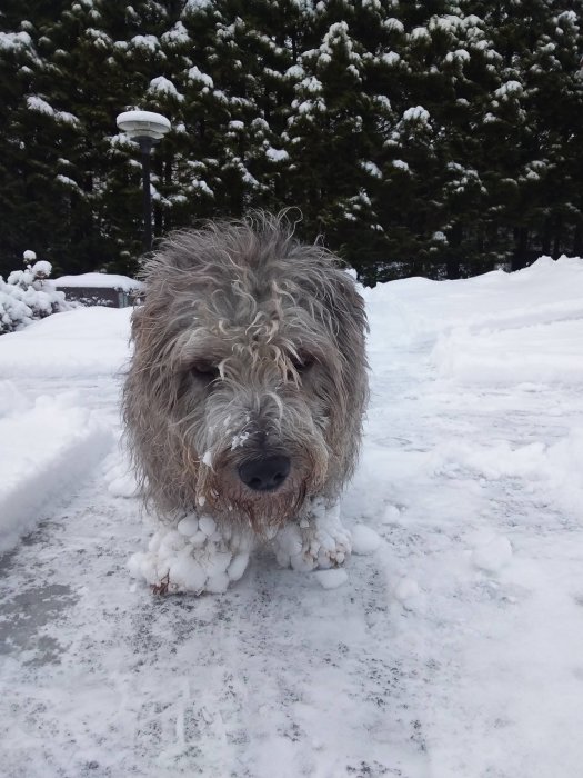 Hund med snöklumpar i pälsen står på en snötäckt gata med snöklädda träd i bakgrunden.