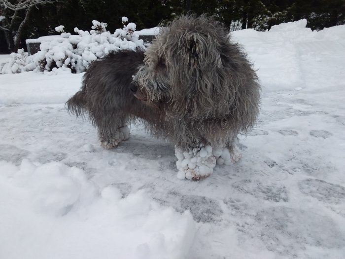 Hund med snöklumpar fastklistrade i pälsen står på en snöig yta.