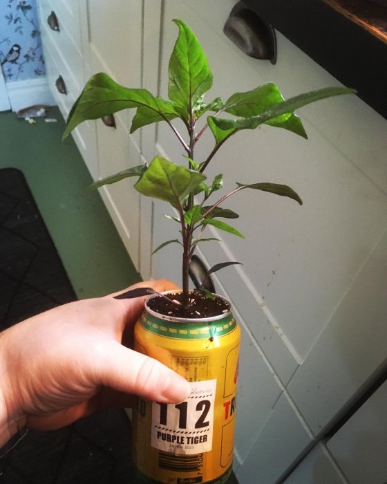 Planta med gröna och lila blad som växer i en återanvänd burk märkt "Purple Tiger", hållen av en hand.