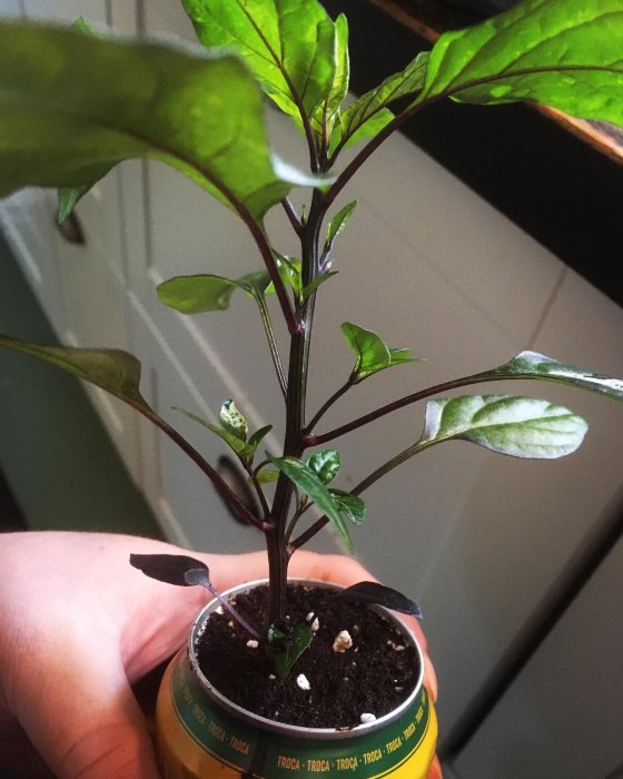 Grön planta med lila stjälk växer i en liten burk fylld med jord hållen av en hand.