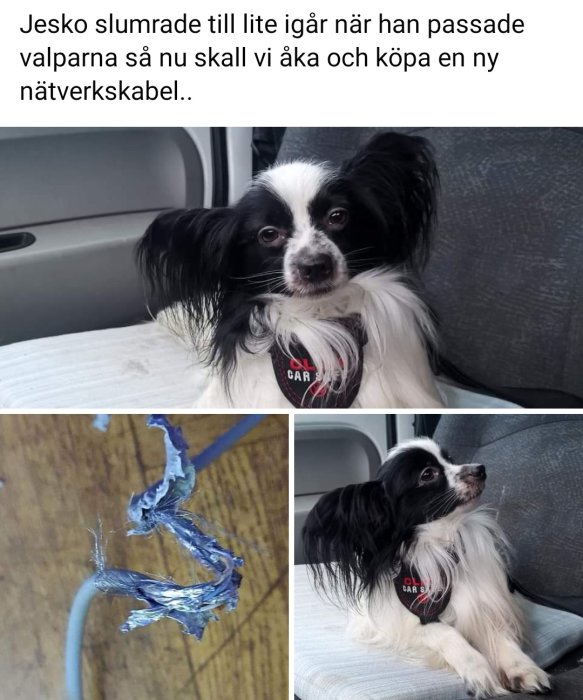 Svartvit hund i bil ser skyldig ut, bredvid trasig nätverkskabel.