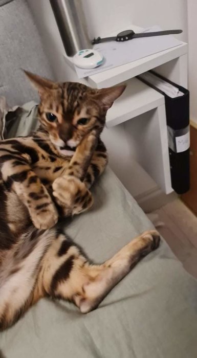 Bengalkatt slickar på sitt framben, ligger på en kudde med en hylla och föremål i bakgrunden.