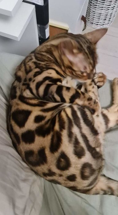 En katt med leopardmönstrad päls som sitter ihopkurad på en soffa.