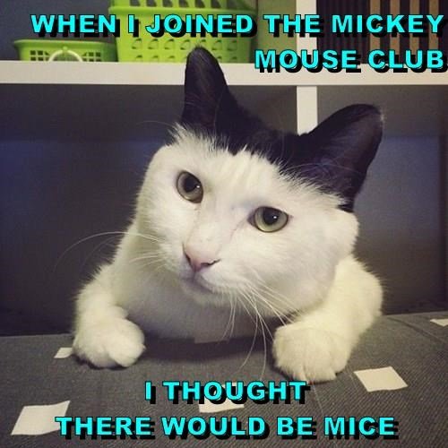 Vit och svart katt med roade uttryck med text om Mickey Mouse Club och möss.