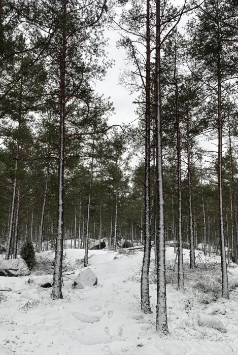 Snöklädd skogsstig med barrträd och några björkar, stenblock och fotspår i snön.