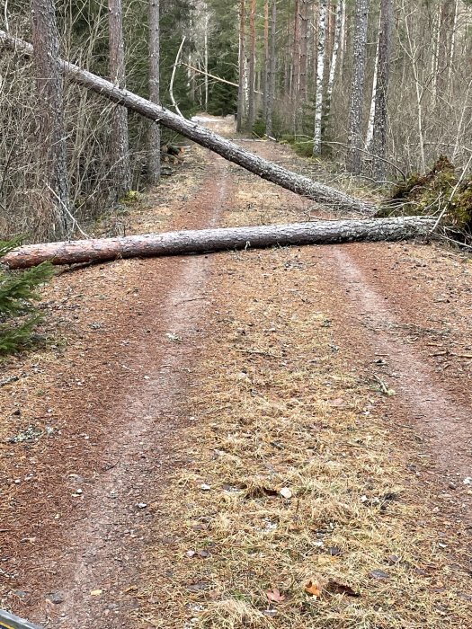 Fallna träd över en skogsväg som blockerar vägen.