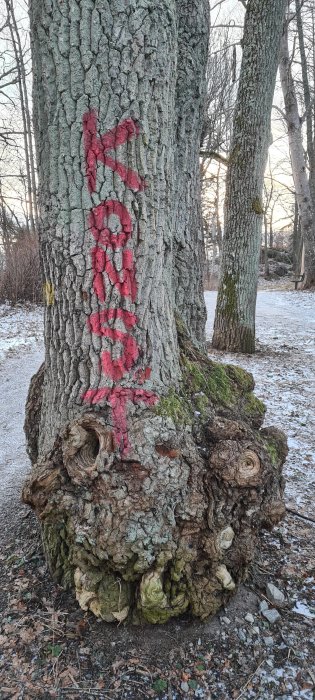 Röd färgmarkerad led på ett träd i en skoglig miljö med ljus snötäcke på marken.