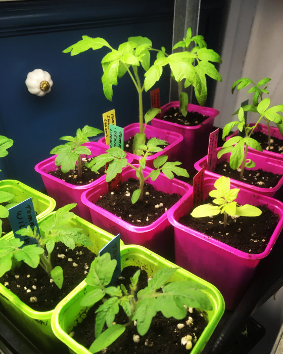 Tomatplantor i färgglada krukor under växtlampa, med etiketter för olika sorter.