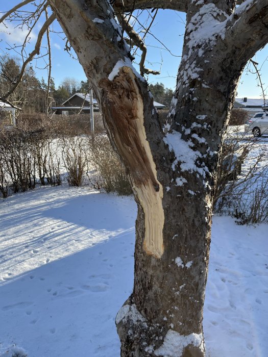 Äppelträd med en stor avsliten gren och synlig skada på stammen i vintersnö.