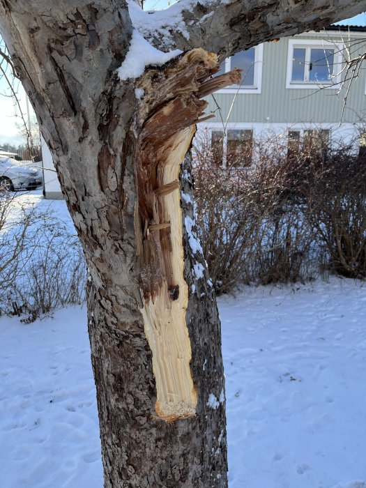 Äppelträd med en stor avsliten gren och synlig barkskada, vintersnö och ett hus i bakgrunden.