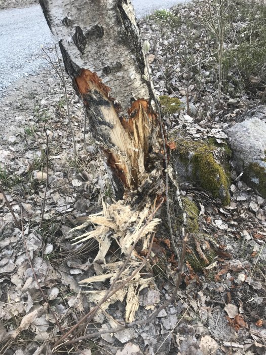 Skadad björkstam med avslitna grenar och blottad insida på grusunderlag.