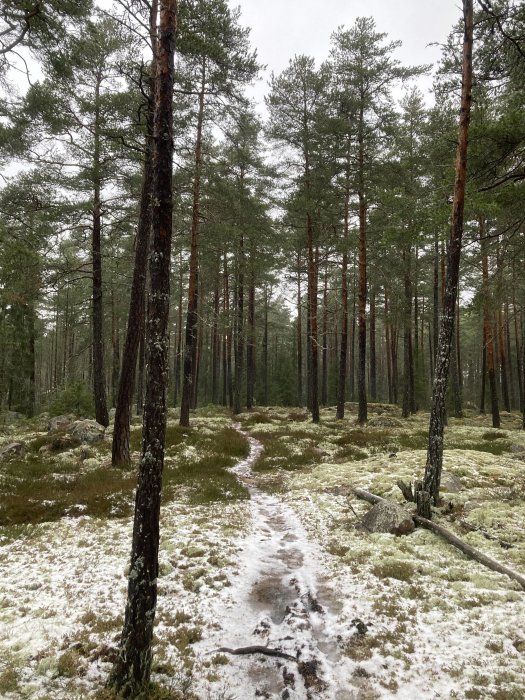 Snöklädd stig genom en granskog med mark täckt av vit mossa och sparsam snö.