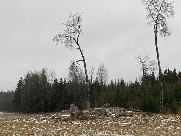 Två ensamma träd på en snötäckt äng med en stenig kulle och en skog i bakgrunden.