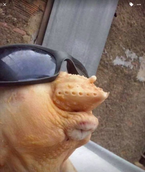 En höna med solglasögon ser uppåt, mot en suddig bakgrund.