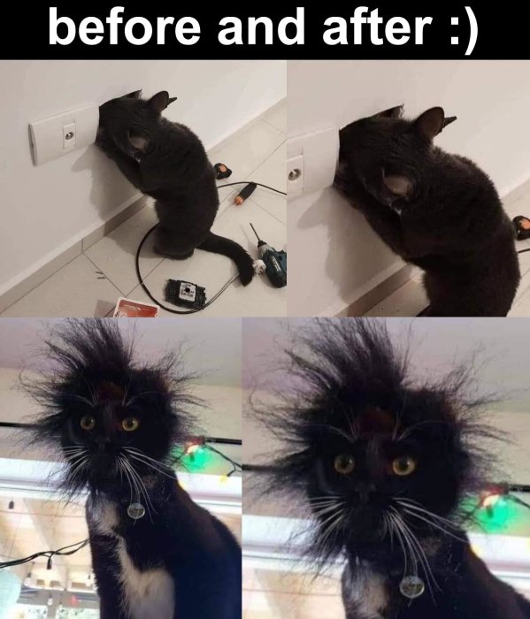 Humoristiska före- och efterbilder av en katt som rör vid en eluttag och får rufsigt päls av statisk elektricitet.