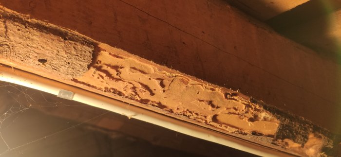 Takbjälke med ovala hål och trädamm, tecken på möjligt angrepp av husbock.