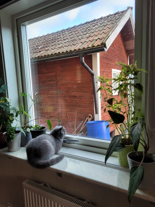 Katt sitter på fönsterbräda och tittar ut genom ett öppet fönster; hus och växter syns inomhus.