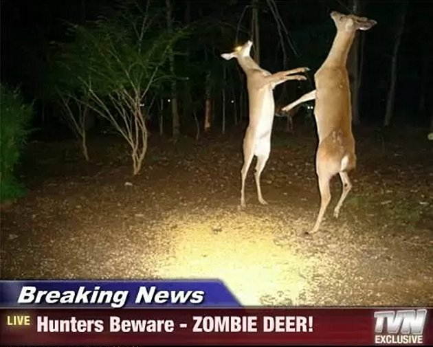 Två hjortar står på bakbenen i en skogsglänta nattetid under en bilstrålkastares ljus, med överlagrad text "Zombie Deer".