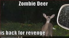 Rådjur framför bil nattetid med texten "Zombie Deer is back for revenge".