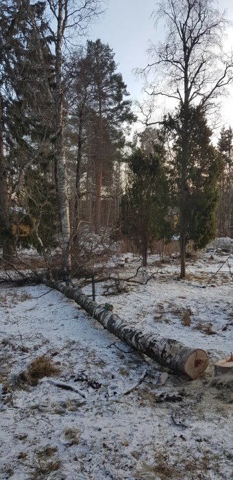 En nyligen fälld björk på ett snötäckt fält med några kvarvarande stubbar och grenar runtomkring, i skoglig miljö.