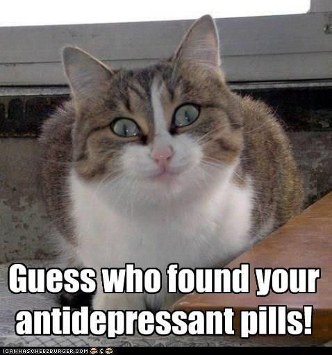 Katt med stora pupiller och texten "Guess who found your antidepressant pills!
