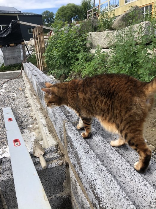 KA-Bengalkatt undersöker noga en växthusmur som är under konstruktion.