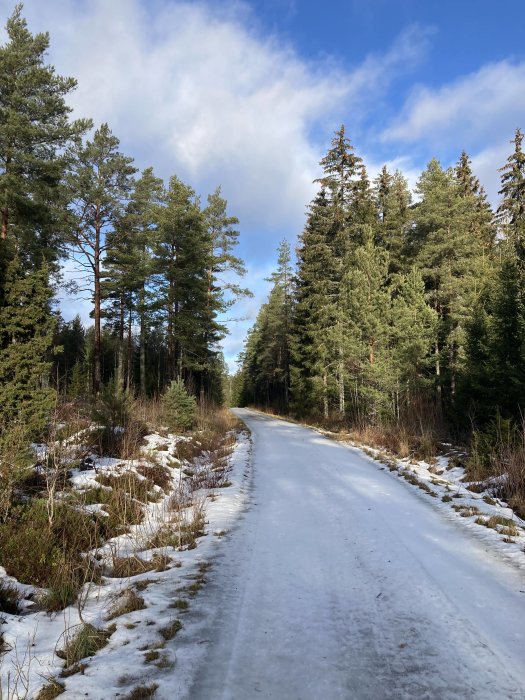 Isbelagd skogsväg omgiven av tallar och snöfläckig mark under en solig dag.